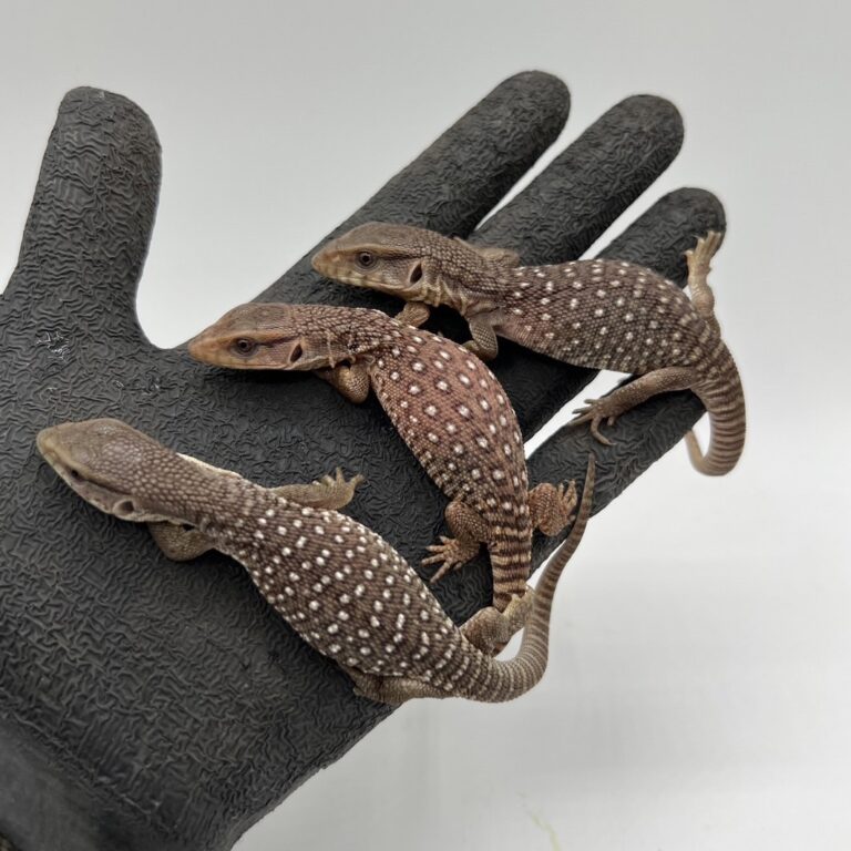 サバンナモニター