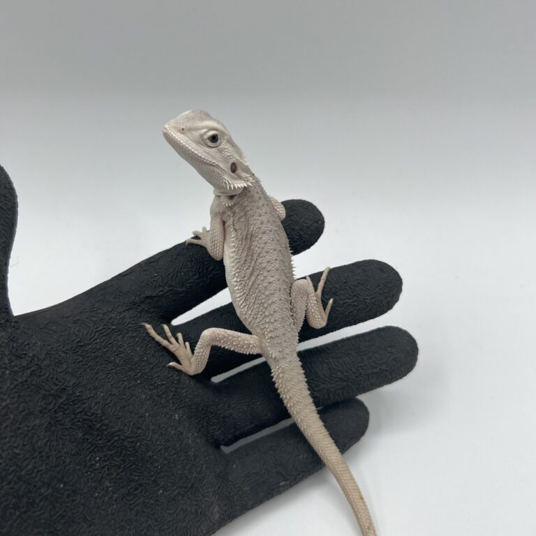 フトアゴヒゲトカゲ(ハイポゼロ)