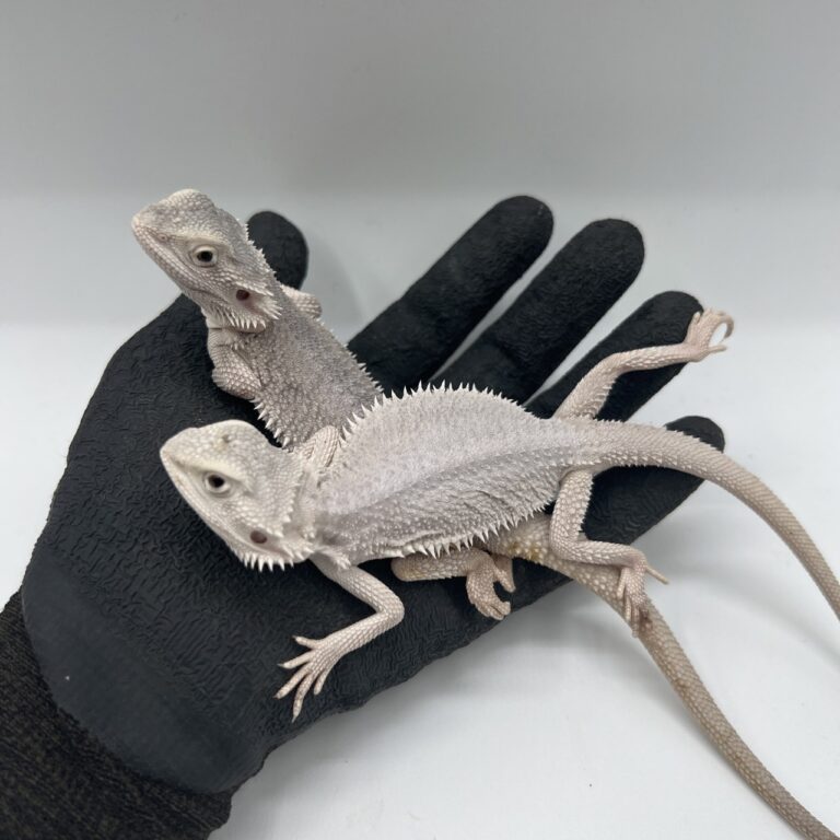 フトアゴヒゲトカゲ(ハイポゼロ)