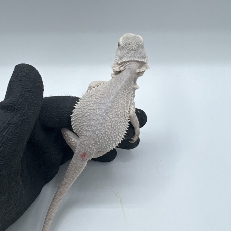 フトアゴヒゲトカゲ(ハイポゼロ)