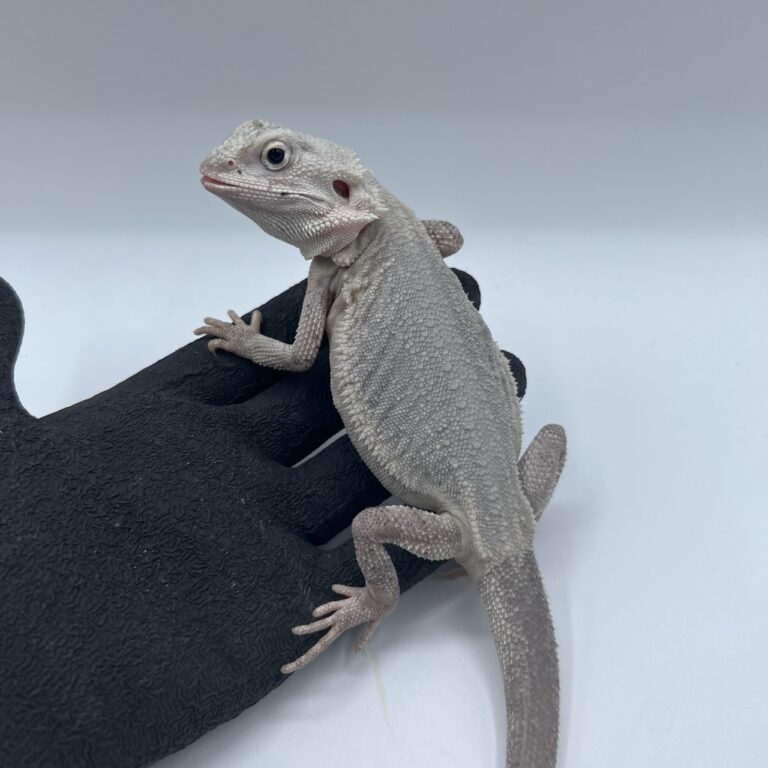 フトアゴヒゲトカゲ(ハイポゼロ)