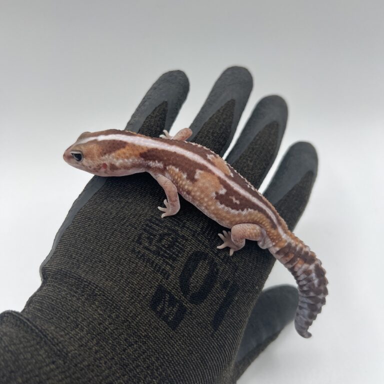 ニシアフリカトカゲモドキ(ズールー)