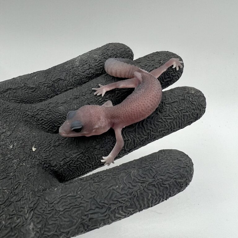 ニシアフリカトカゲモドキ(オレオパターンレス)