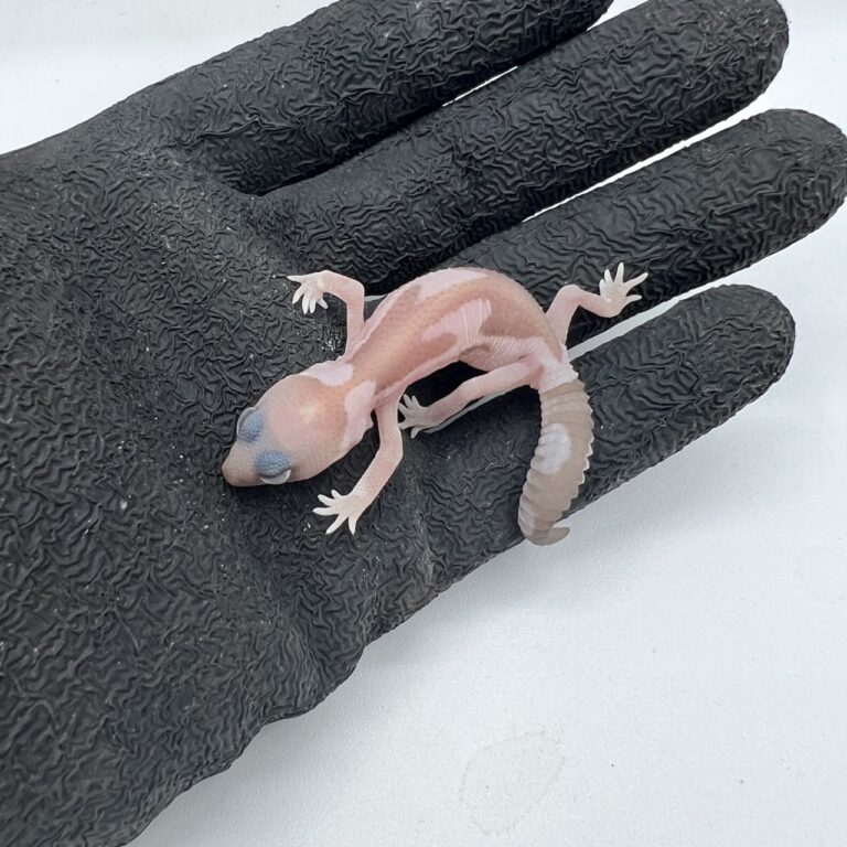 ニシアフリカトカゲモドキ(スノーズールー)