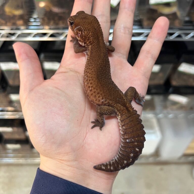 ニシアフリカトカゲモドキ