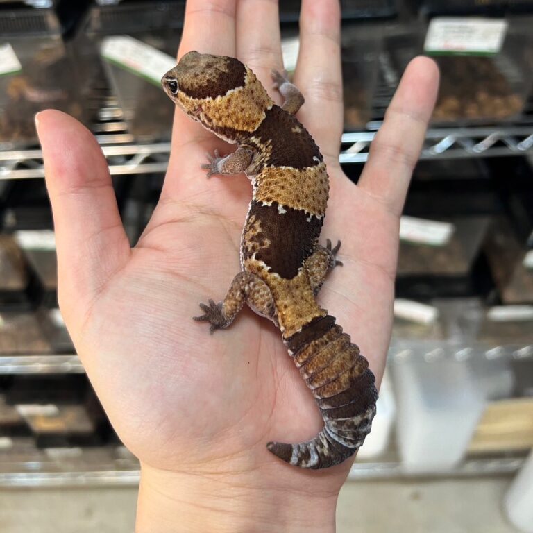 ニシアフリカトカゲモドキ