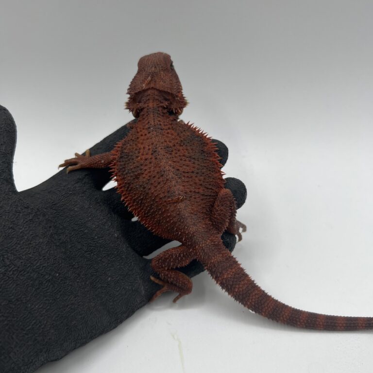 フトアゴヒゲトカゲ(ダークレッド)