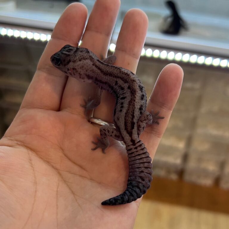 ニシアフリカトカゲモドキ