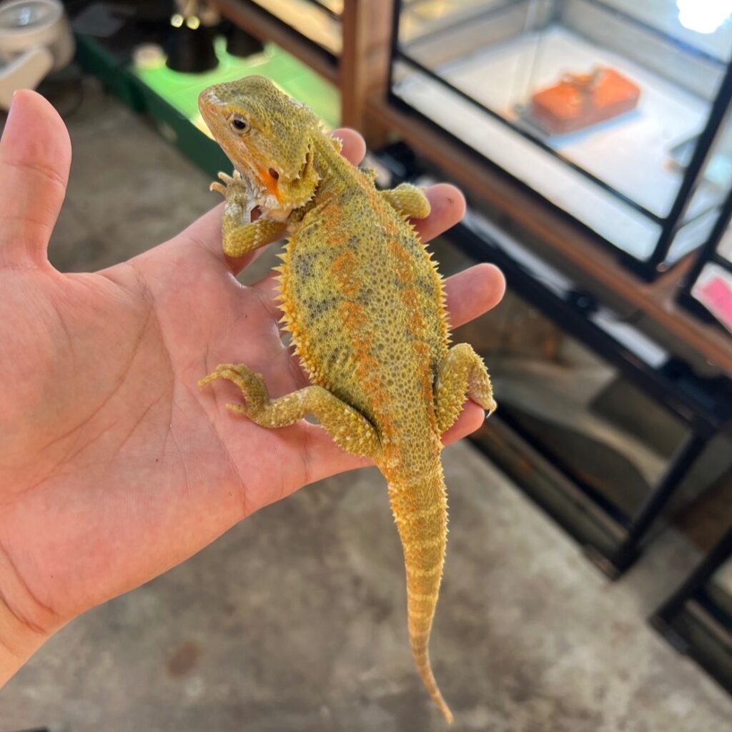 フトアゴヒゲトカゲ(イエロートランス) 2351 ファニーテール 大阪の爬虫類ショップ 爬虫類の販売