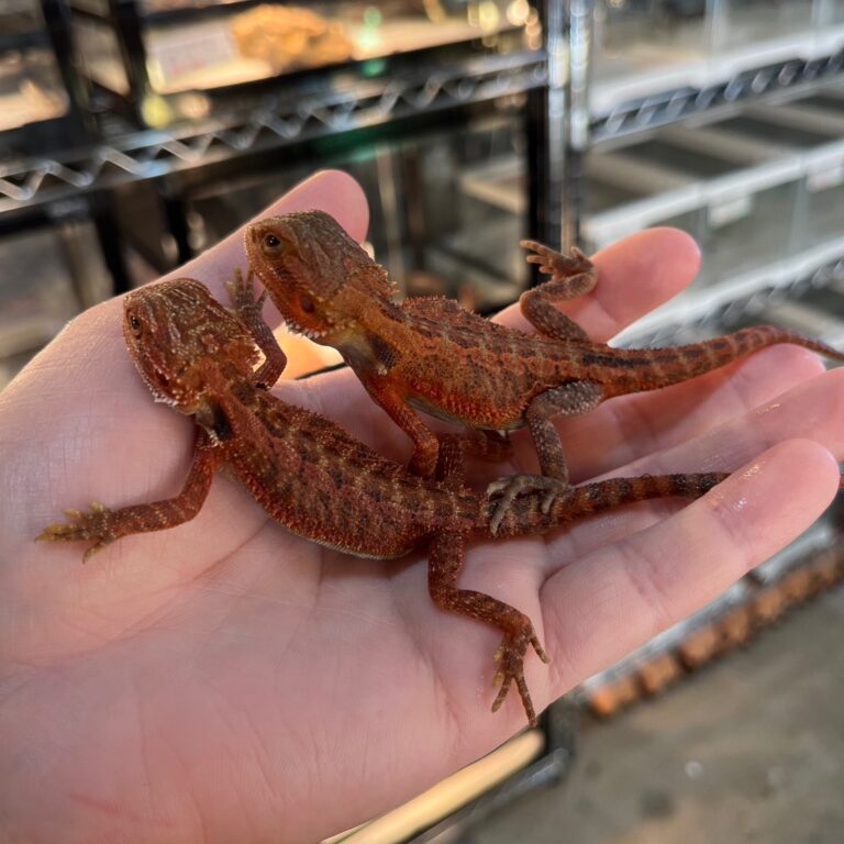 フトアゴヒゲトカゲ