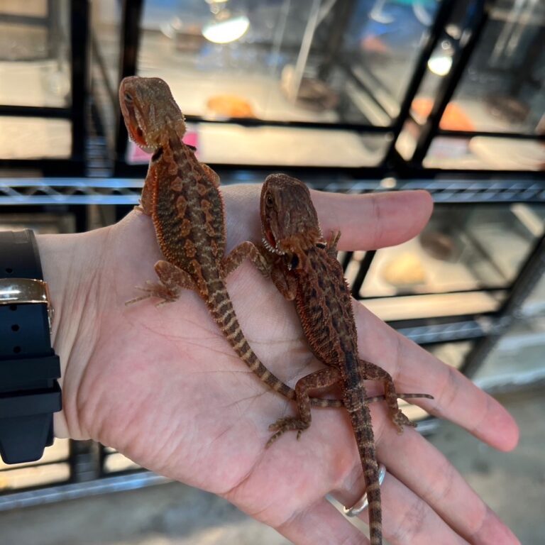 フトアゴヒゲトカゲ