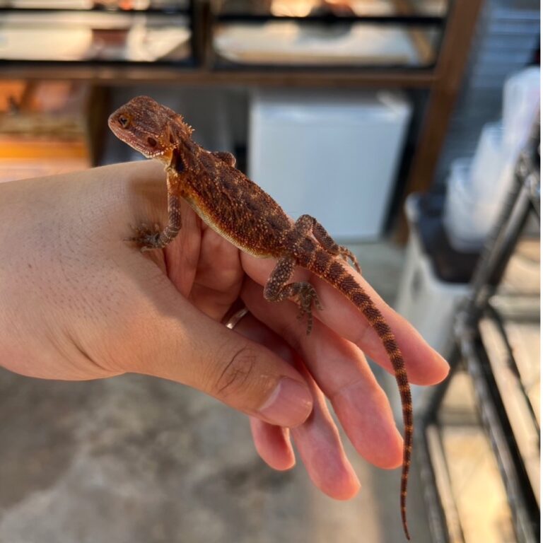 フトアゴヒゲトカゲ