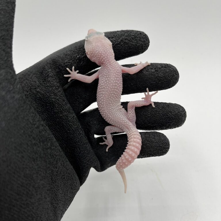 スノーディアブロブランコ