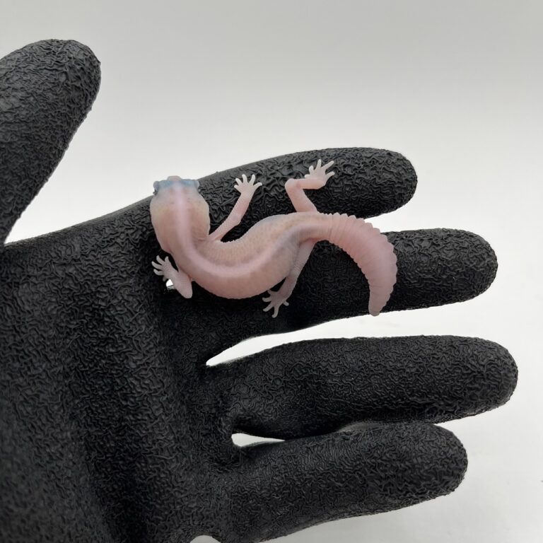 ニシアフリカトカゲモドキ(ゴーストパターンレスhet66オレオ)