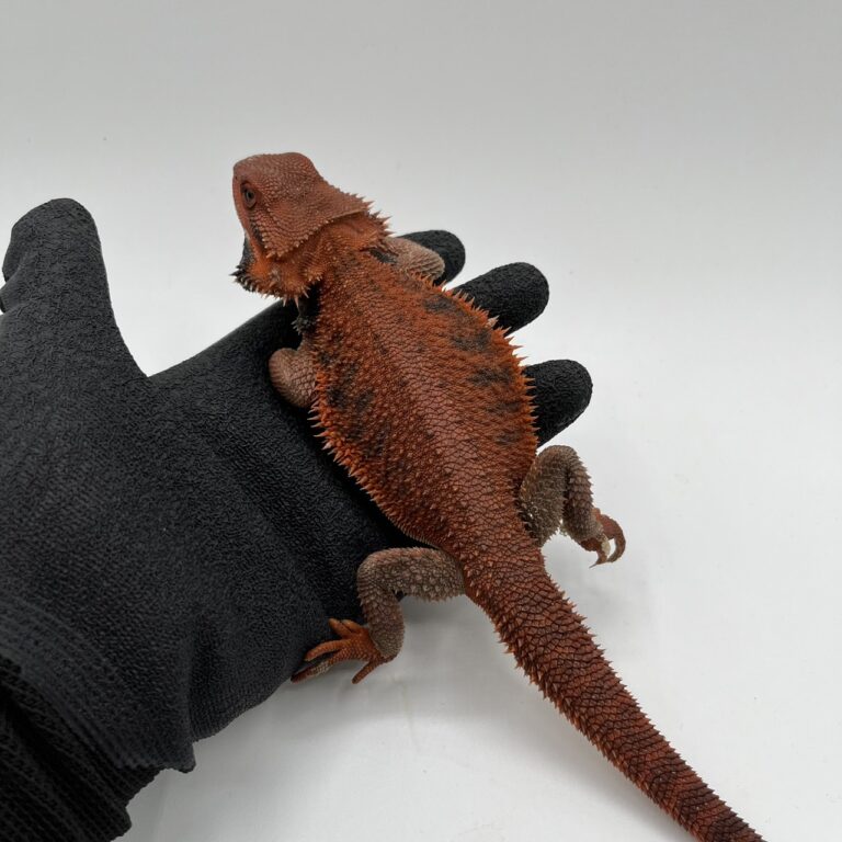 フトアゴヒゲトカゲ