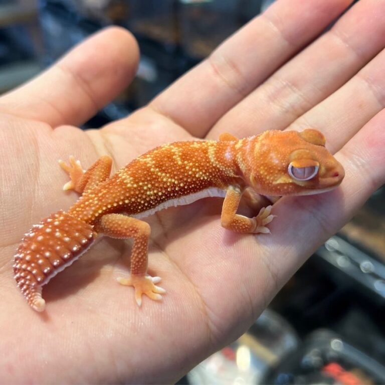 ナメハダタマオヤモリ