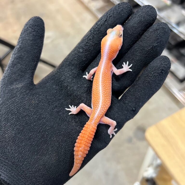 アメルパティ