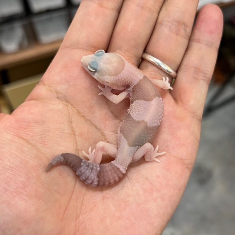 ニシアフリカトカゲモドキ