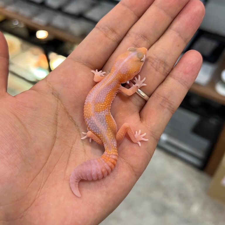 ニシアフリカトカゲモドキ