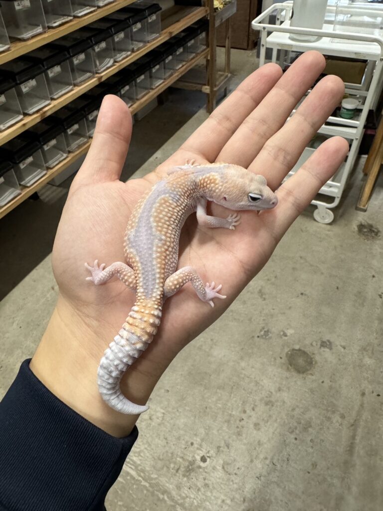 ニシアフリカトカゲモドキ