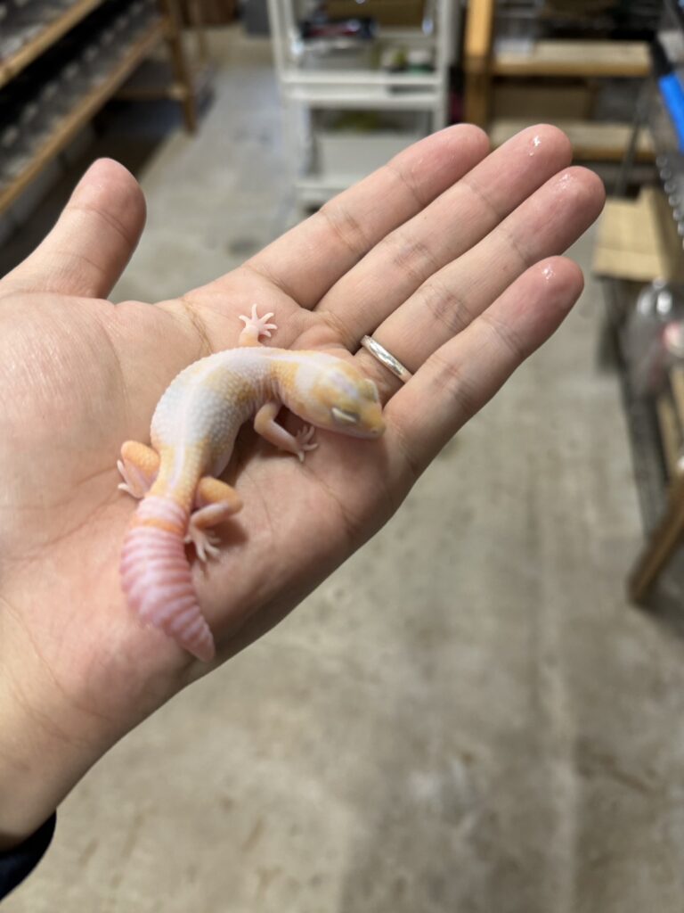 ニシアフリカトカゲモドキ