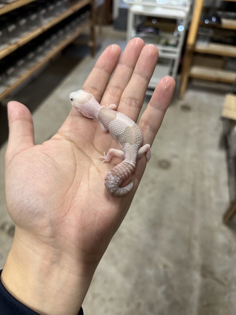 ニシアフリカトカゲモドキ