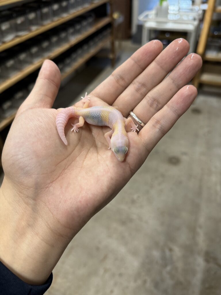 ニシアフリカトカゲモドキ