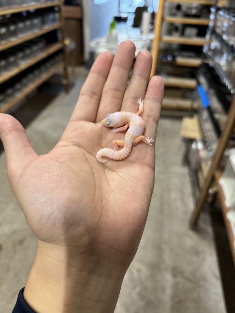 ニシアフリカトカゲモドキ