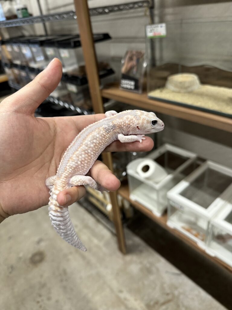 ニシアフリカトカゲモドキ