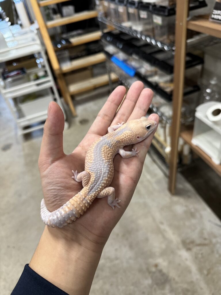 ニシアフリカトカゲモドキ