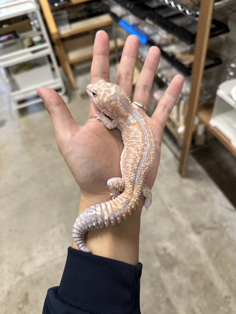 ニシアフリカトカゲモドキ