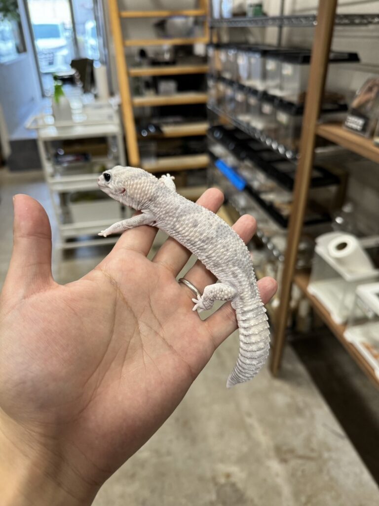 ニシアフリカトカゲモドキ