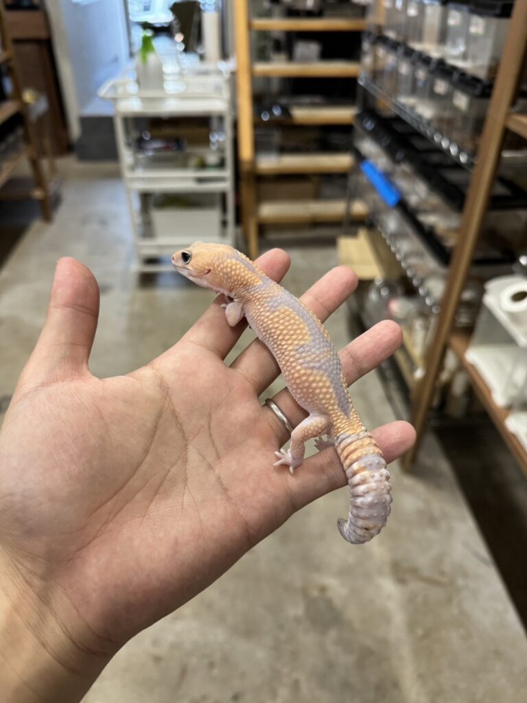 ニシアフリカトカゲモドキ
