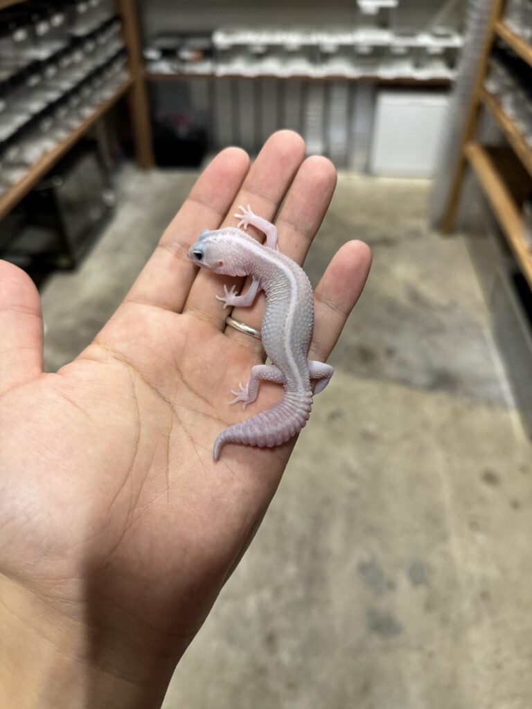ニシアフリカトカゲモドキ