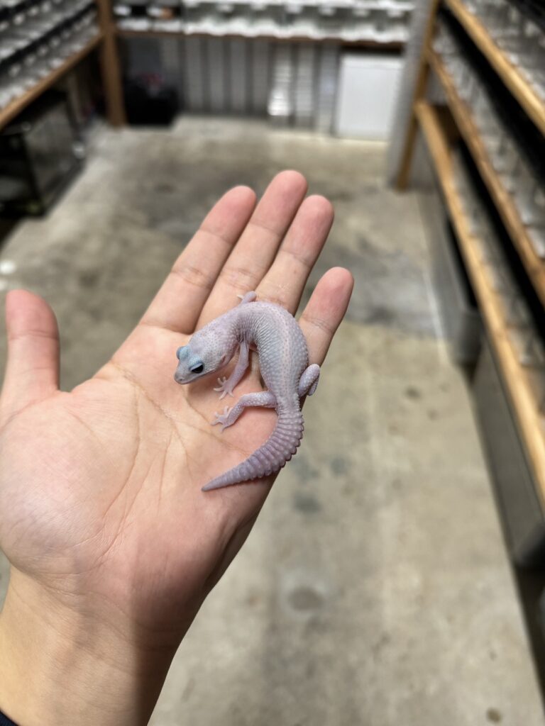ニシアフリカトカゲモドキ