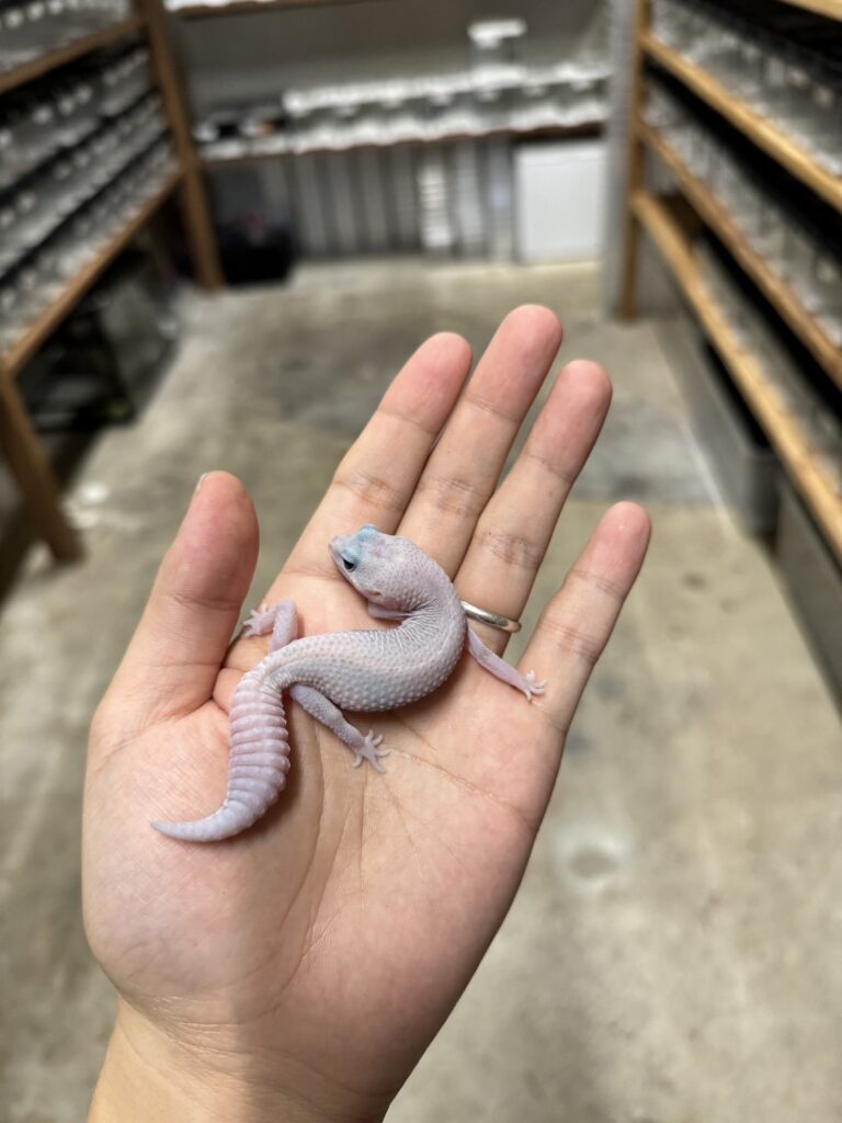 ニシアフリカトカゲモドキ