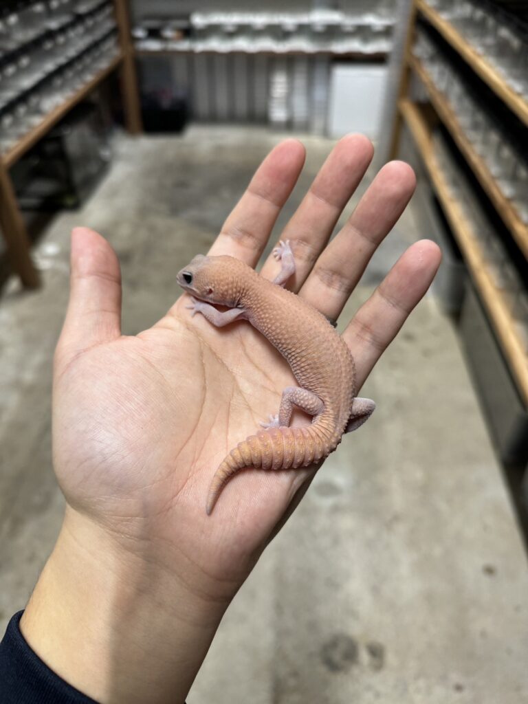 ニシアフリカトカゲモドキ