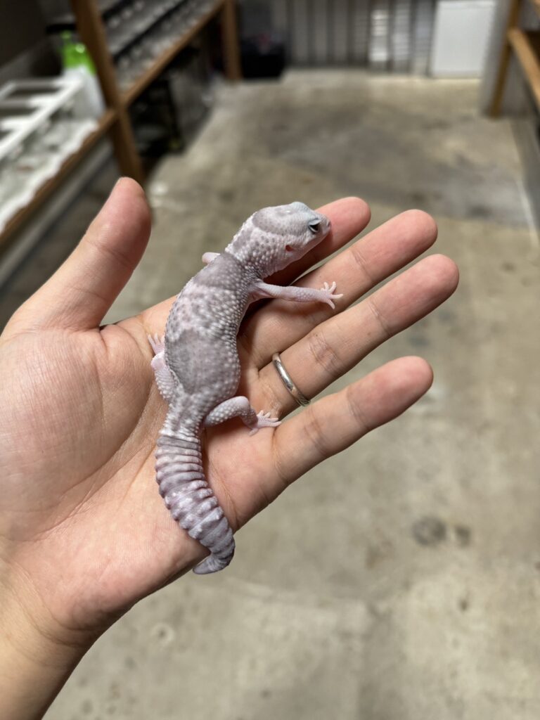 ニシアフリカトカゲモドキ