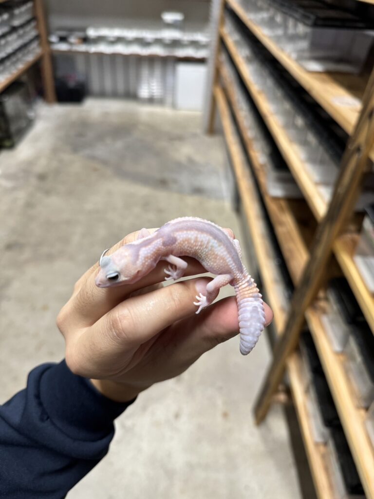 ニシアフリカトカゲモドキ