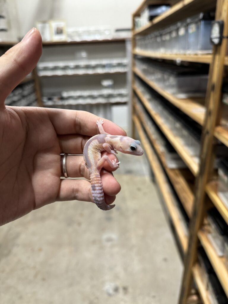 ニシアフリカトカゲモドキ