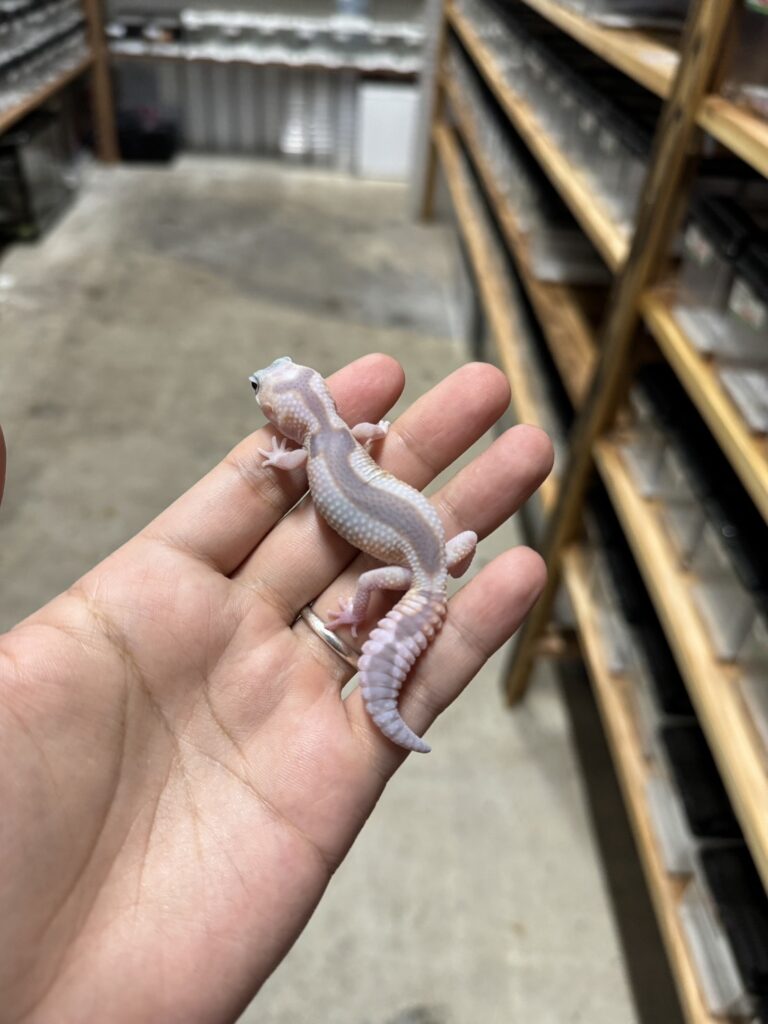 ニシアフリカトカゲモドキ