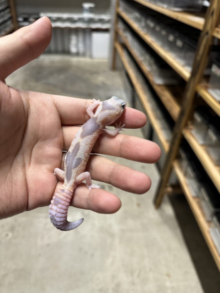 ニシアフリカトカゲモドキ