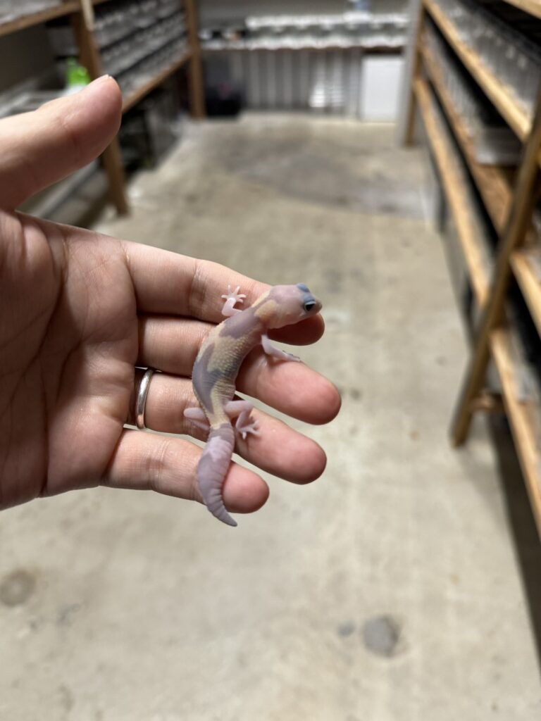 ニシアフリカトカゲモドキ