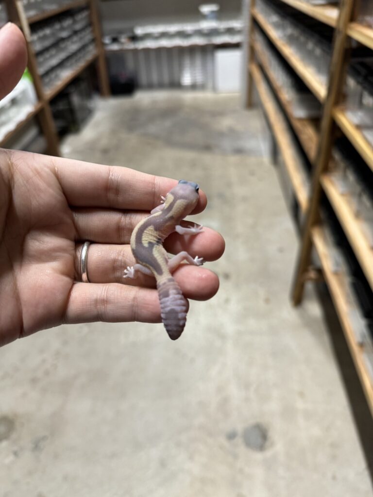 ニシアフリカトカゲモドキ