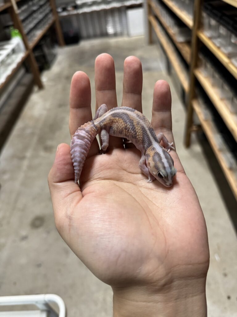 ニシアフリカトカゲモドキ