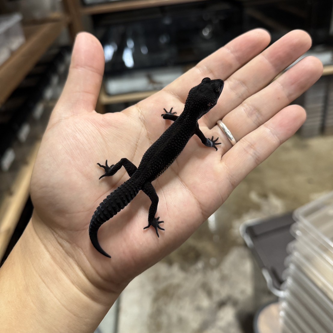 極美品　ジャックバニー　レオパード　ヒョウ　裏起毛　モックネック　中綿　ブラック 極美品 ジャックバニー レオパード ヒョウ 裏起毛 モックネック