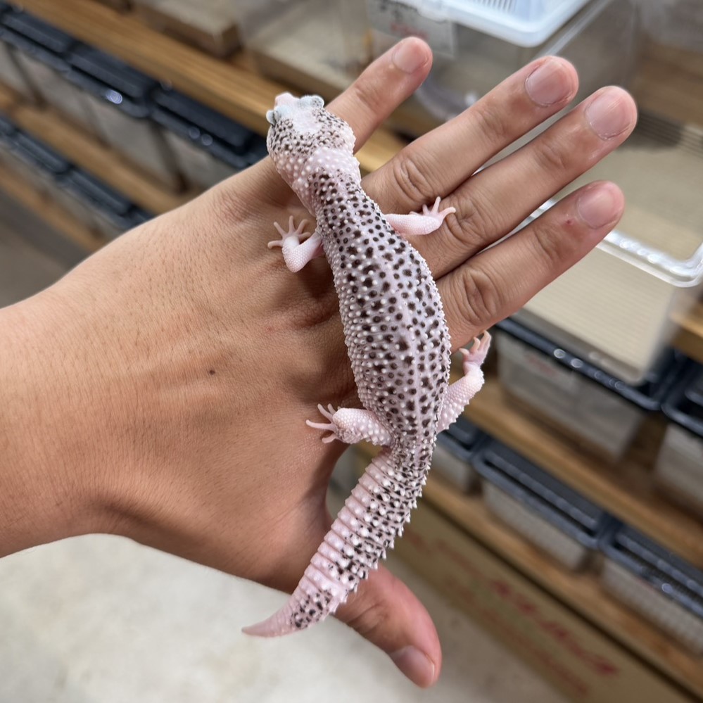ヒョウモントカゲモドキ | ファニーテール | 大阪の爬虫類ショップ