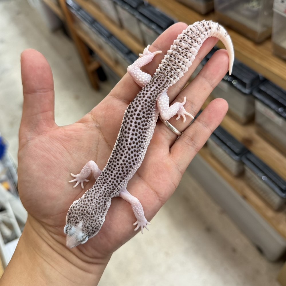 ヒョウモントカゲモドキ | ファニーテール | 大阪の爬虫類ショップ