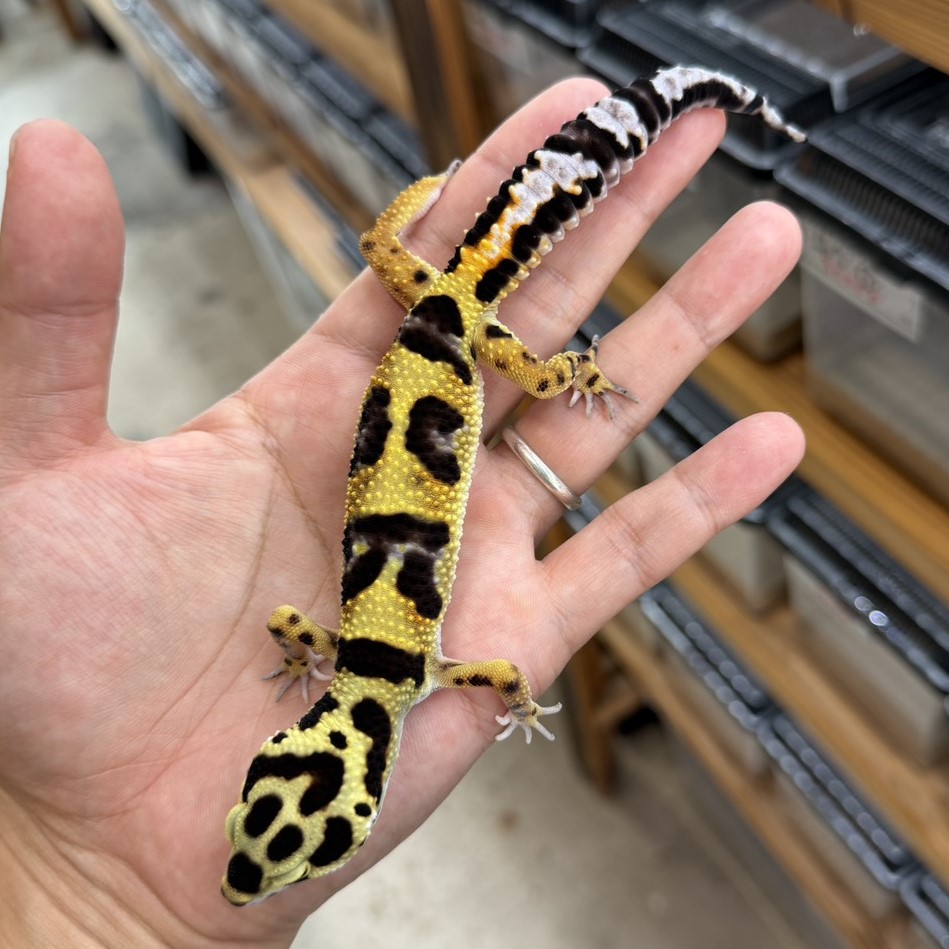 ヒョウモントカゲモドキ | ファニーテール | 大阪の爬虫類ショップ