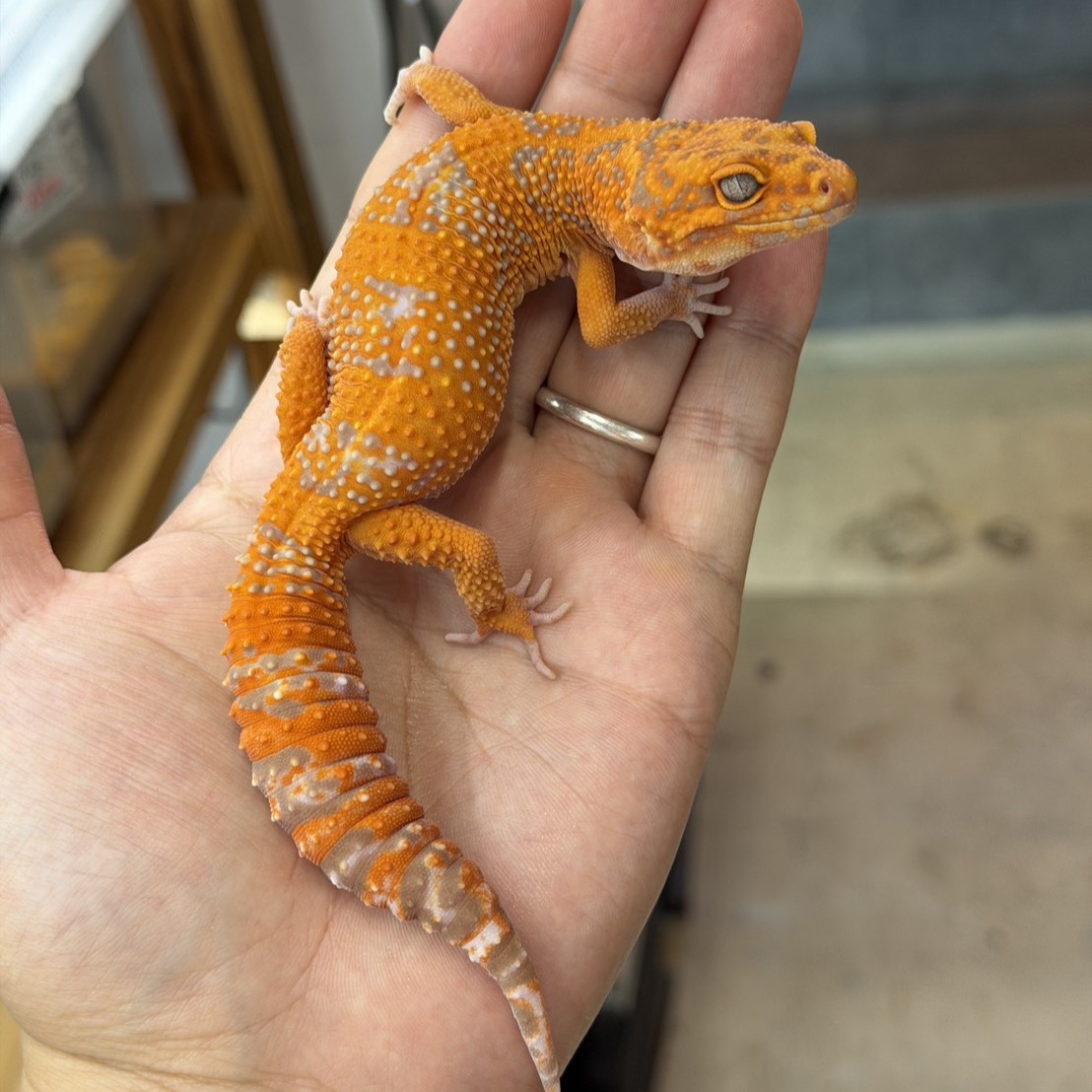 ヒョウモントカゲモドキ | ファニーテール | 大阪の爬虫類ショップ